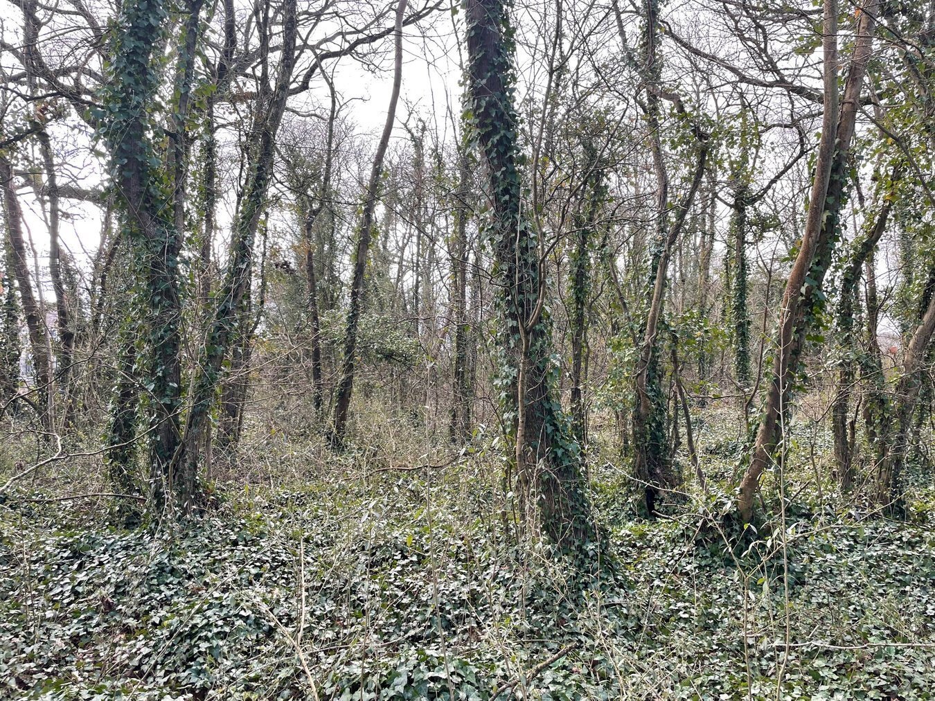 property for sale in Dials Gate Lane, West Lydford, Somerton, TA11 - Guide price £15,000
