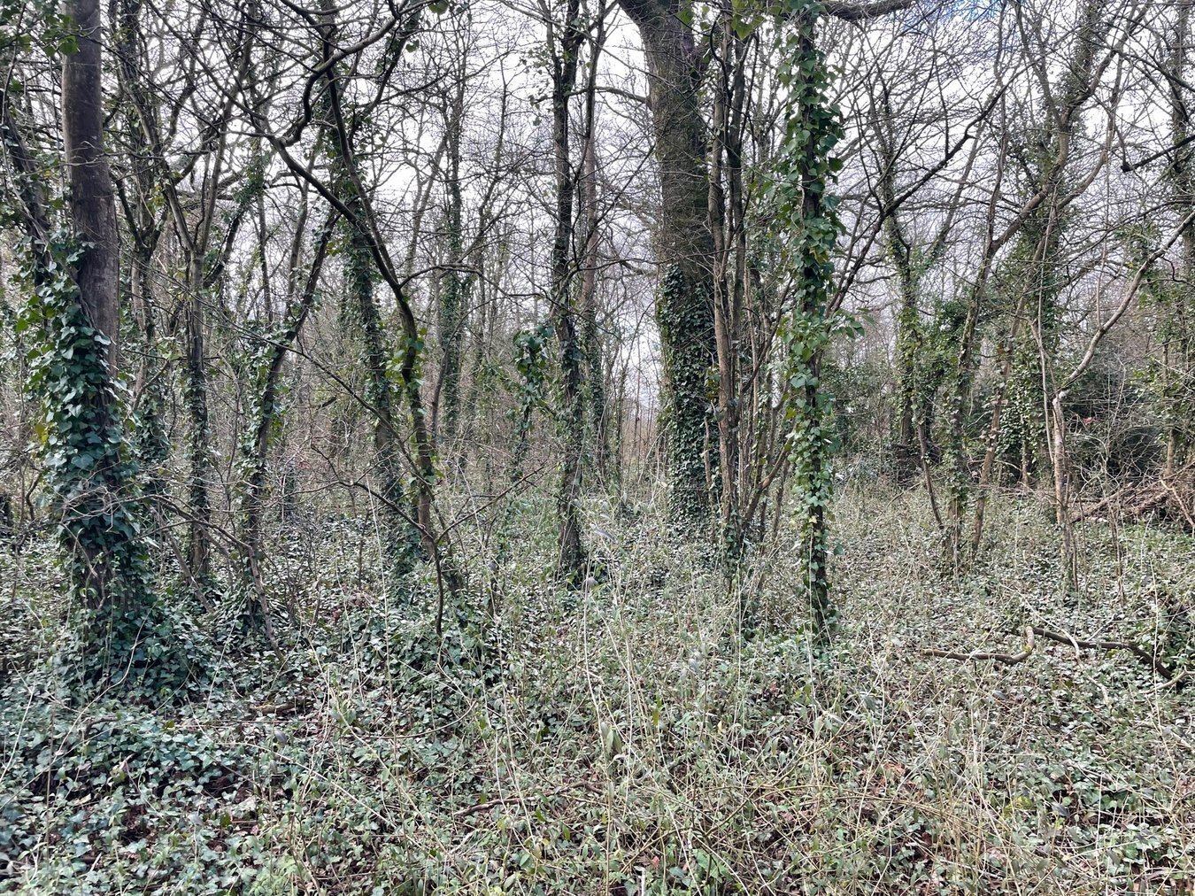 property for sale in Dials Gate Lane, West Lydford, Somerton, TA11 - Guide price £15,000