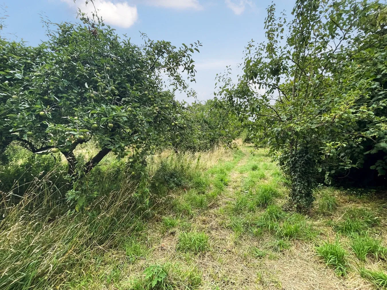 property for sale in Small Way Lane, Galhampton, Castle Cary, BA22 - Guide price £25,000