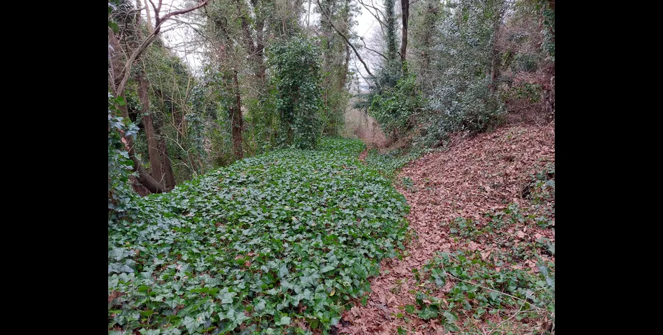 About 4.3 acres of tree covered former railway embankment