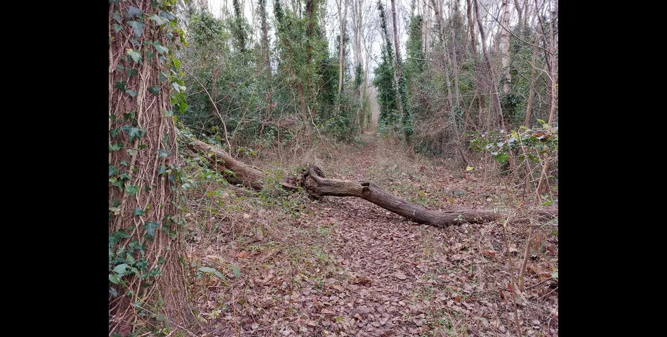 About 4.3 acres of tree covered former railway embankment