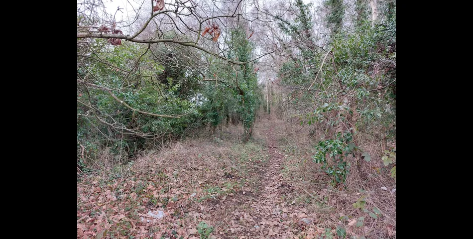 About 4.3 acres of tree covered former railway embankment