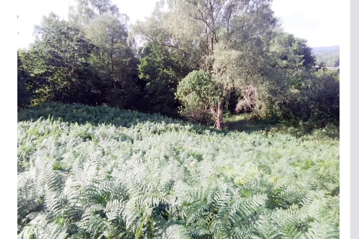 Plot of Land