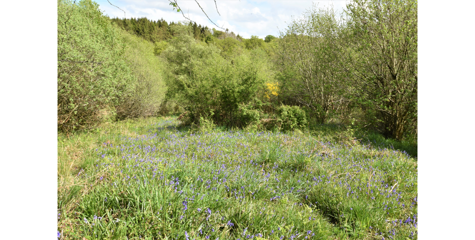 Nettleford Hof, Rackenford, Tiverton