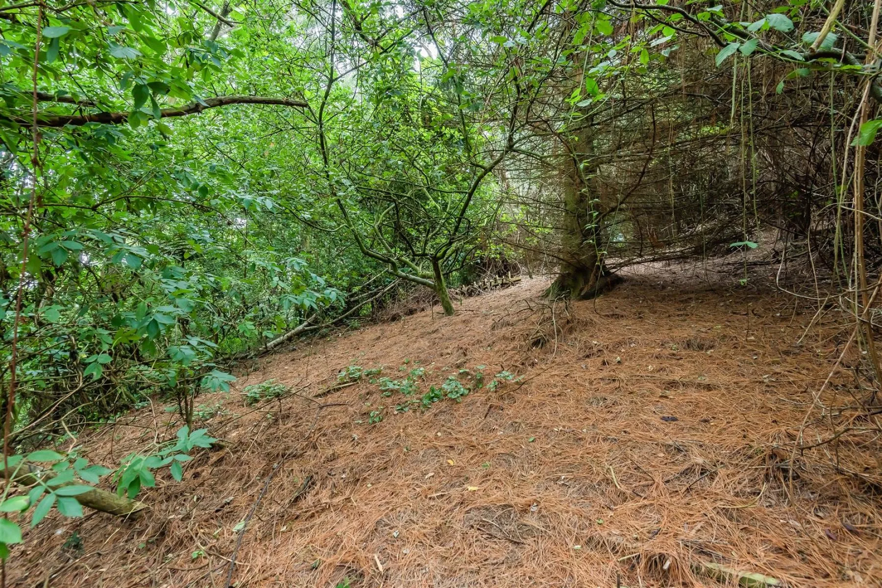 WOODLAND RETREAT FOR UPDATING - BROCKWORTH, 5 bedroom, House - Detached - 30925343