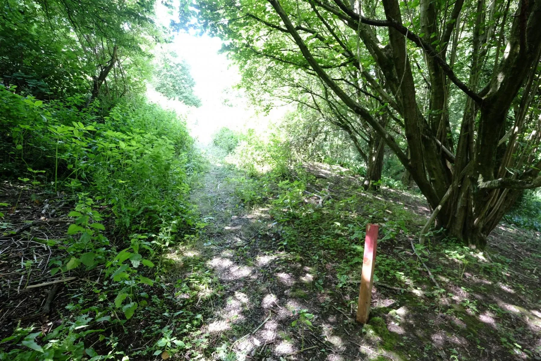 BANKSIDE & FISHING RIGHTS - RIVER BYBROOK, Land - 30759653