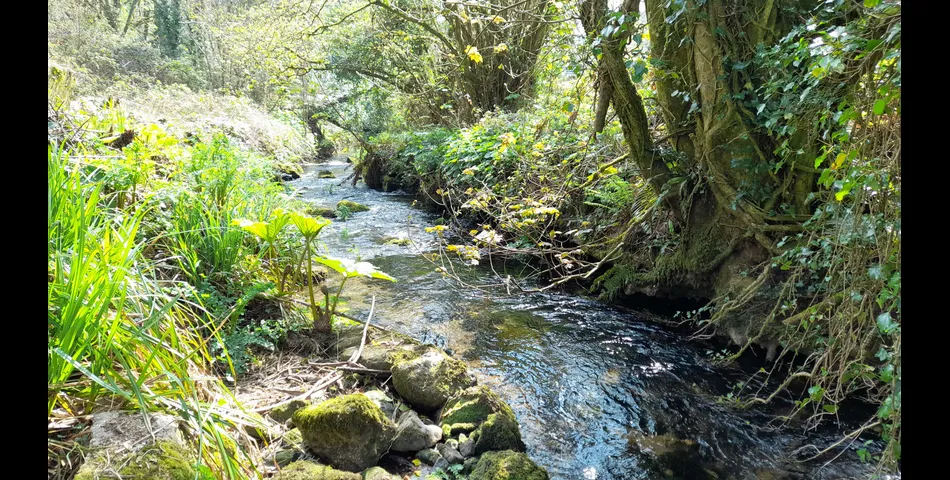 1 Acre of Woodland & Studio