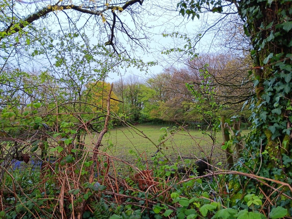 Land At Shells Knapp, Upottery, Honiton, Devon, EX14 9PF