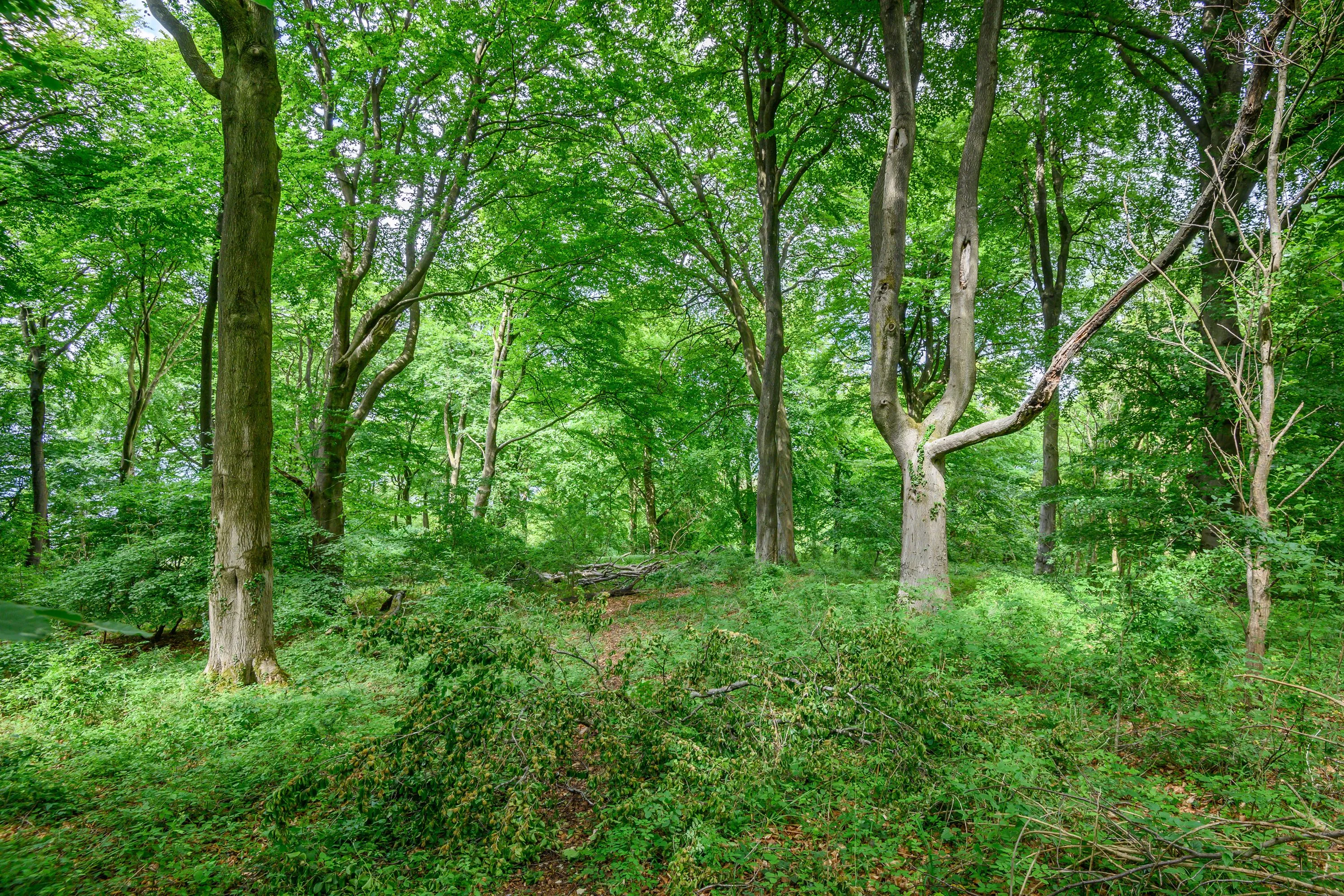 Land at Cleeve Hill, Cheltenham, GL54 4EU