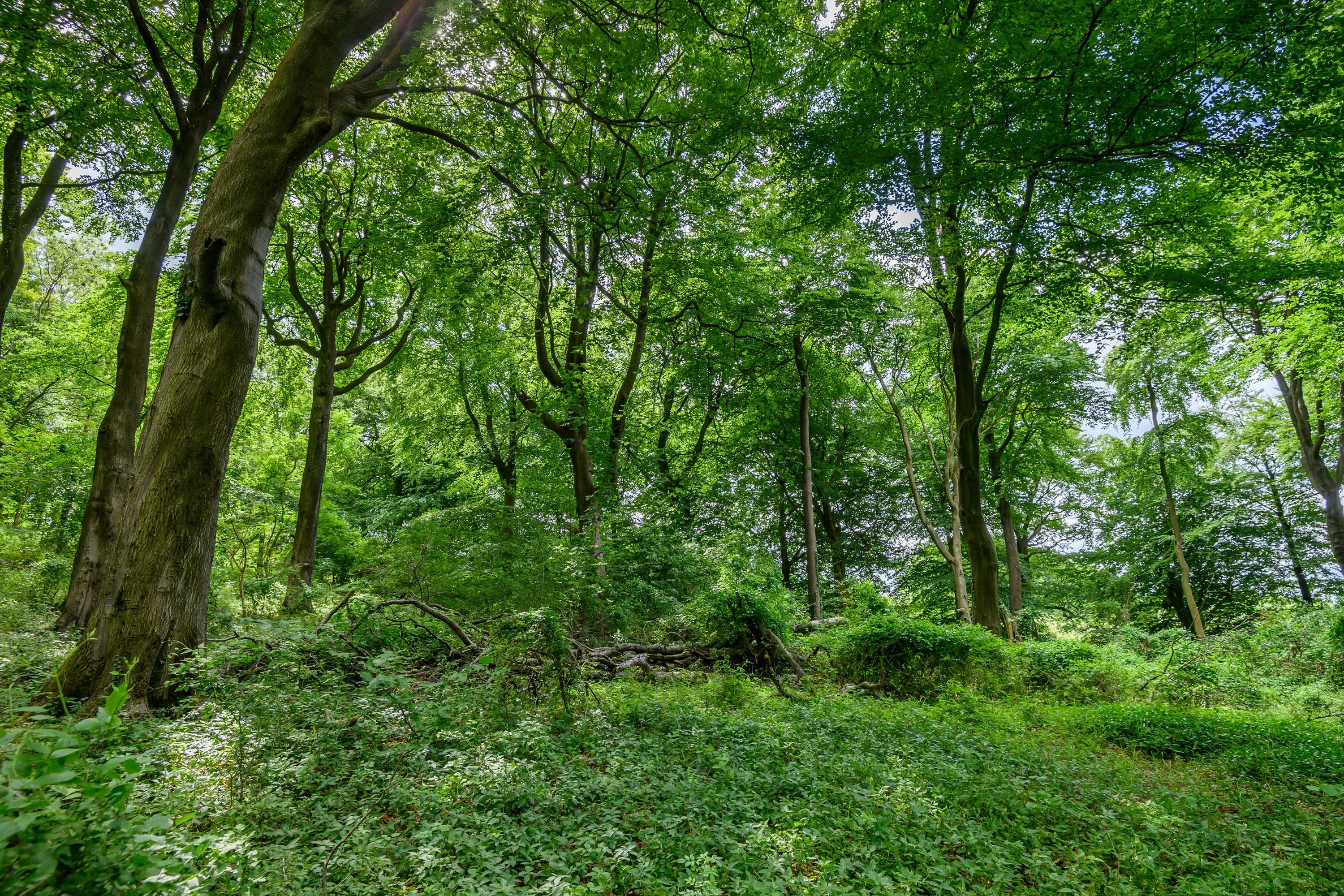 Land at Cleeve Hill, Cheltenham, GL54 4EU