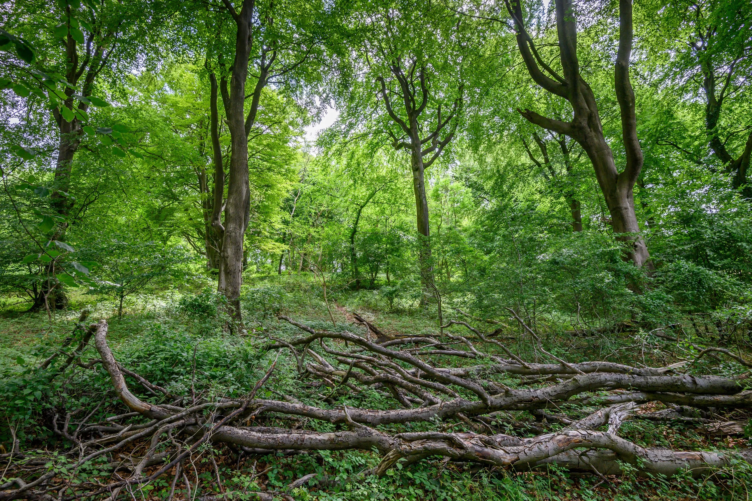 Land at Cleeve Hill, Cheltenham, GL54 4EU