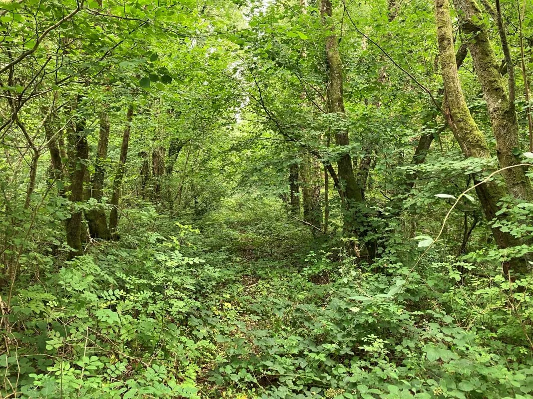 Approx. 11 acres of former dismantled railway land available at Caradog Falls in Llanafan. Roughly 8miles to the south east of Aberystwyth.