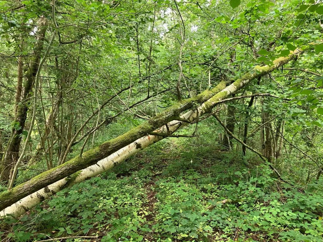 Approx. 11 acres of former dismantled railway land available at Caradog Falls in Llanafan. Roughly 8miles to the south east of Aberystwyth.