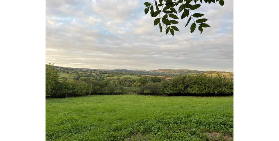 Little Acre, West of Guernsey Corner - Colyton