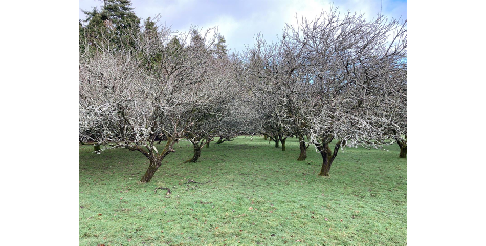 Land on Dartmoor Lot 2