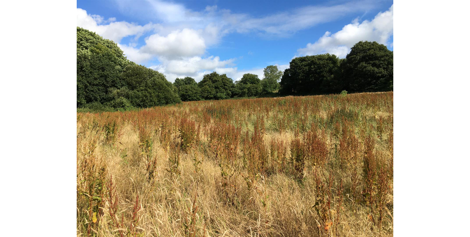 Land at Bishops Tawton Roundabout - Bishops Tawton