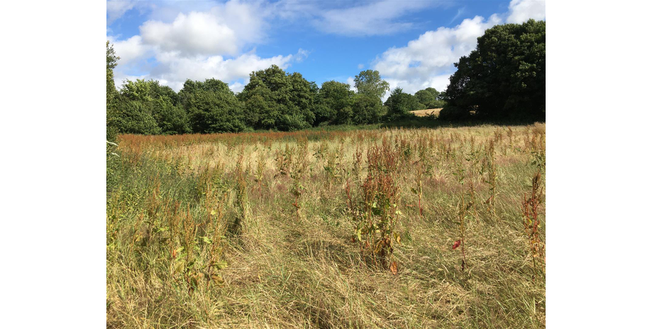 Land at Bishops Tawton Roundabout - Bishops Tawton