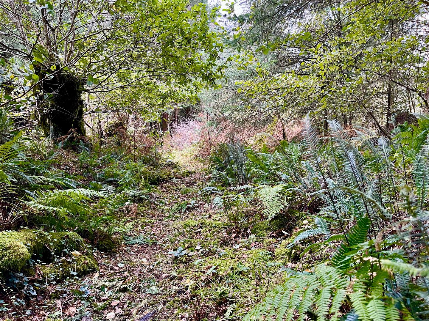 Meadow Wood - Buckland Filleigh