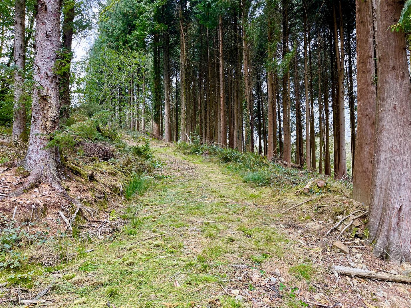 Meadow Wood - Buckland Filleigh