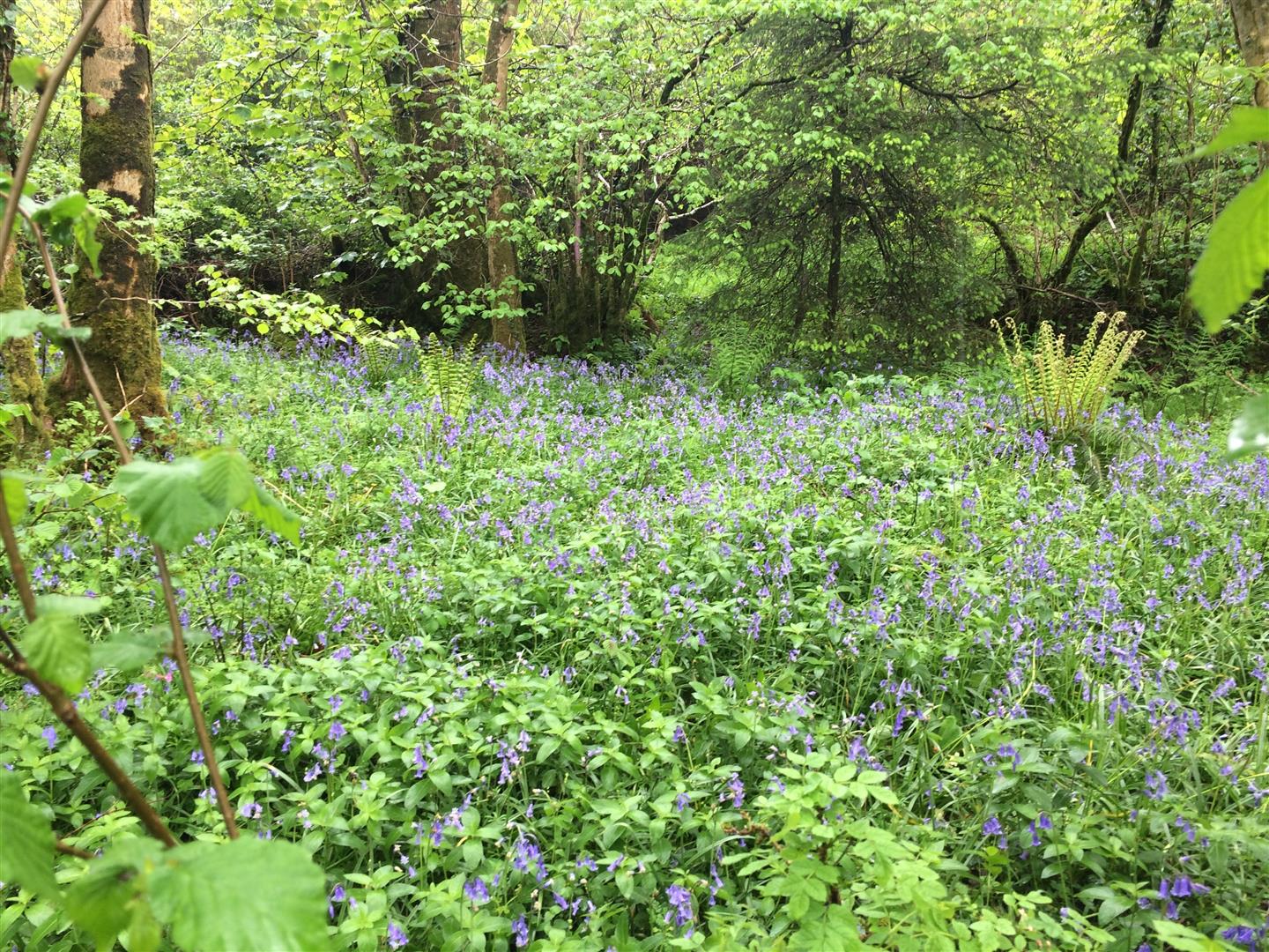 Meadow Wood - Buckland Filleigh