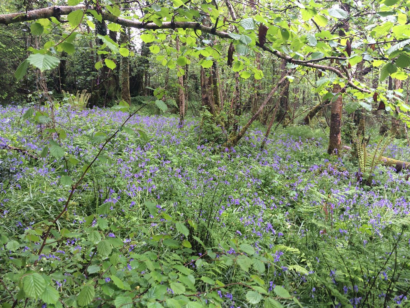 Meadow Wood - Buckland Filleigh