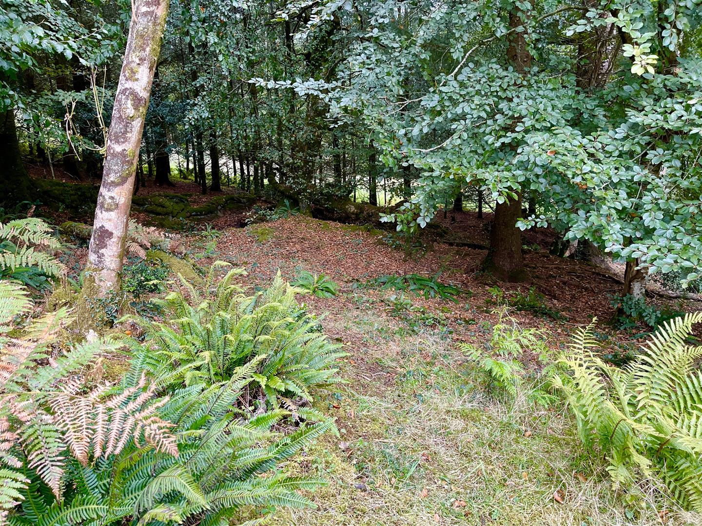 Meadow Wood - Buckland Filleigh