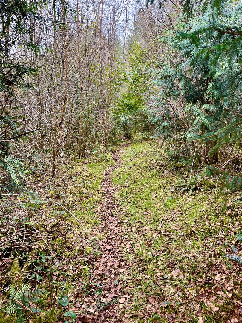 Meadow Wood - Buckland Filleigh