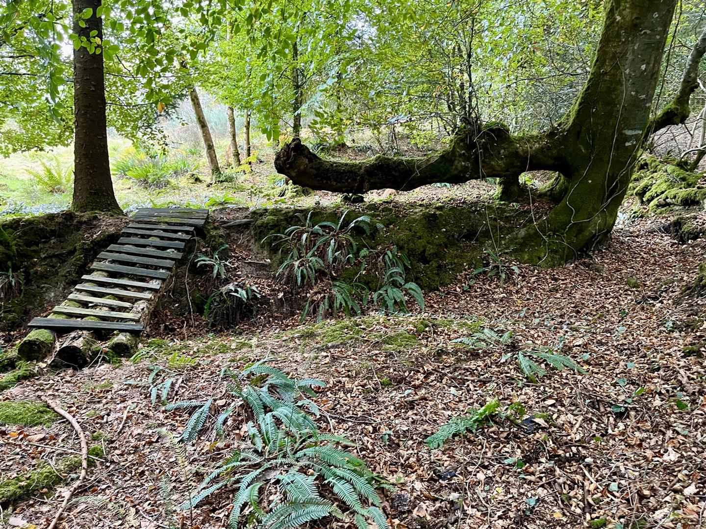 Meadow Wood - Buckland Filleigh