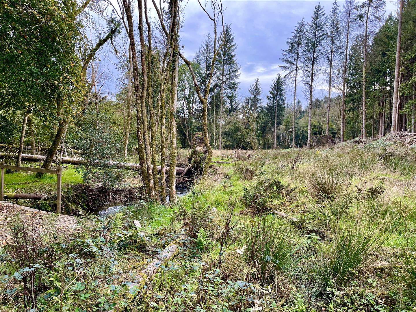 Meadow Wood - Buckland Filleigh