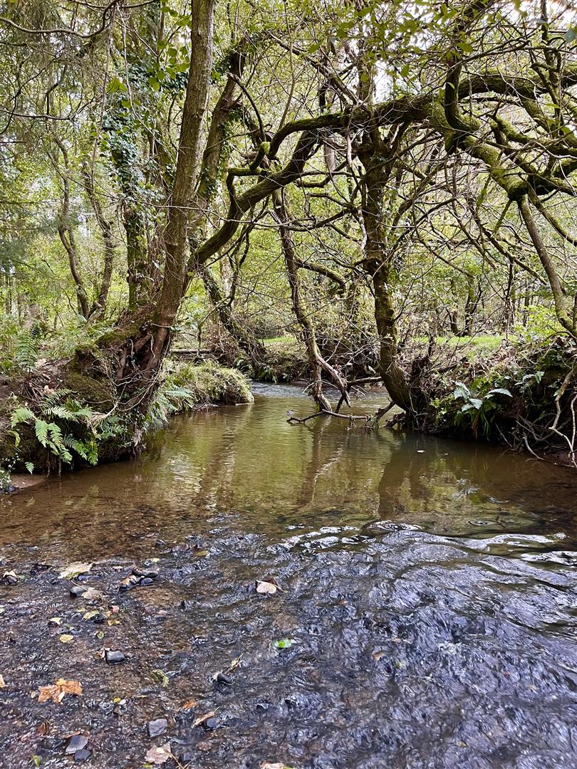 Meadow Wood - Buckland Filleigh
