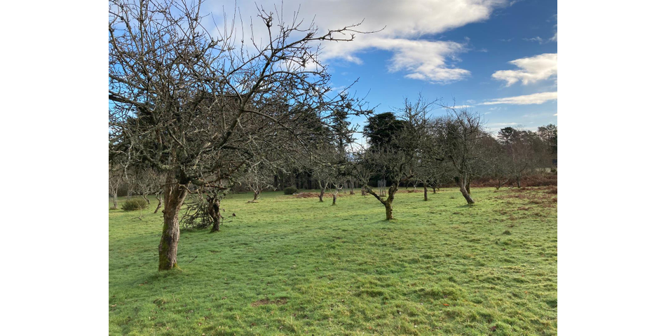 Land on Dartmoor Lot 4