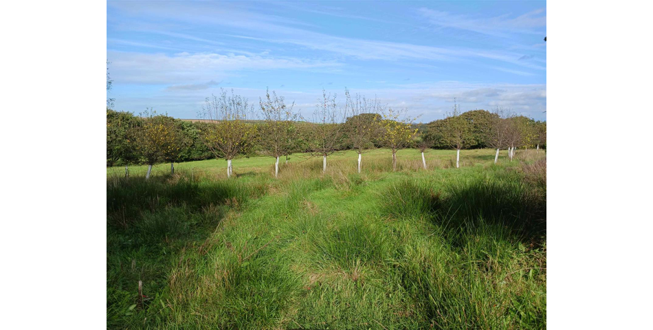 Land nr Crackington Haven - Lot 2