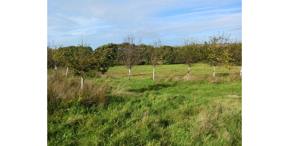 Land nr Crackington Haven - Lot 2