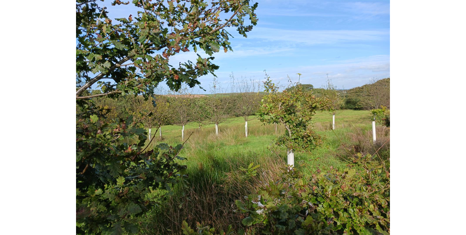 Land nr Crackington Haven - Lot 2