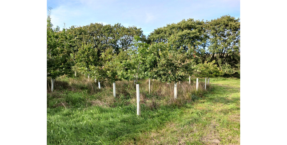 Land nr Crackington Haven - Lot 2