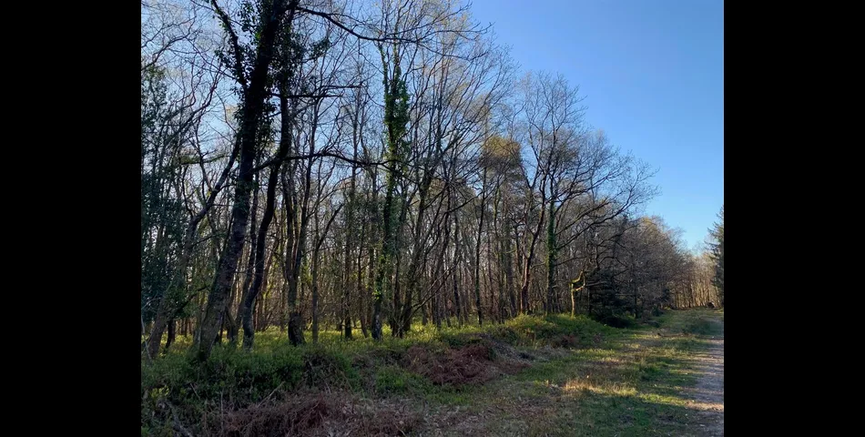 Woodland, part of Big Wood - Kennford, Exeter