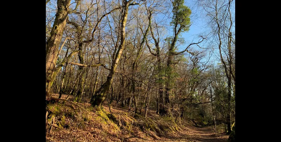 Woodland, part of Big Wood - Kennford, Exeter