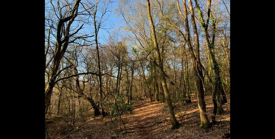 Woodland, part of Big Wood - Kennford, Exeter