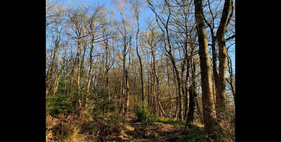 Woodland, part of Big Wood - Kennford, Exeter