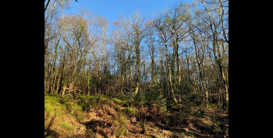 Woodland, part of Big Wood - Kennford, Exeter
