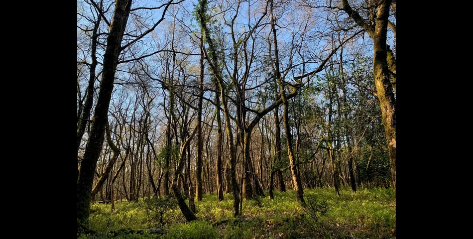 Woodland, part of Big Wood - Kennford, Exeter