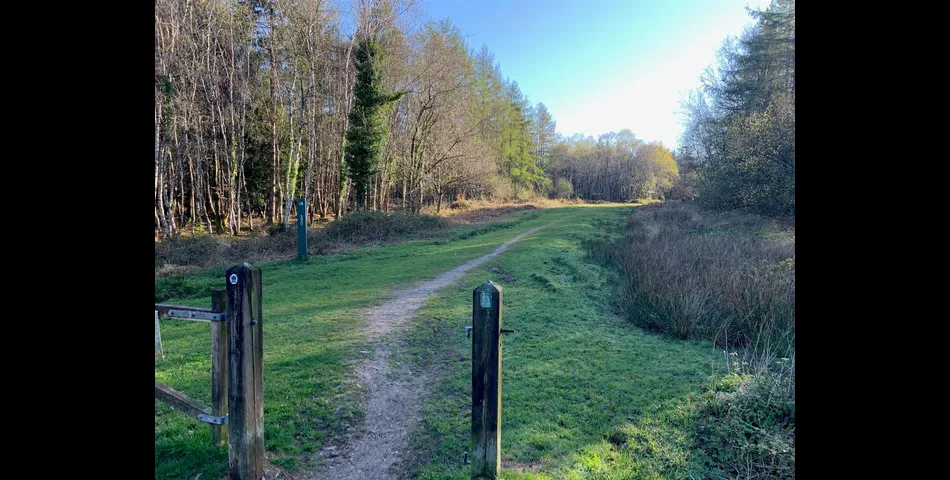 Woodland, part of Big Wood - Kennford, Exeter