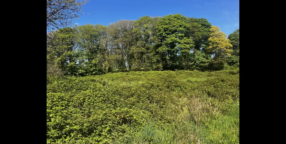 Land, Calloose Lane - Nr Hayle