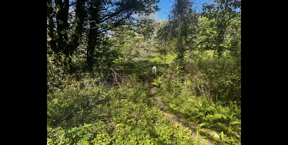Land, Calloose Lane - Nr Hayle
