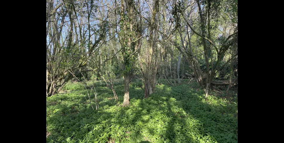 Kiln Ground Copse - Thorne St. Margaret, Wellington