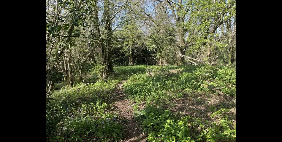 Kiln Ground Copse - Thorne St. Margaret, Wellington