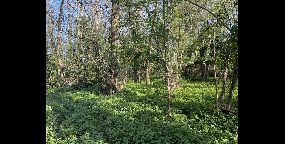 Kiln Ground Copse - Thorne St. Margaret, Wellington