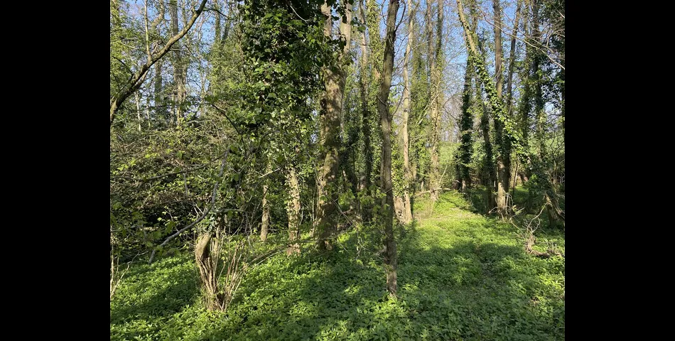 Kiln Ground Copse - Thorne St. Margaret, Wellington