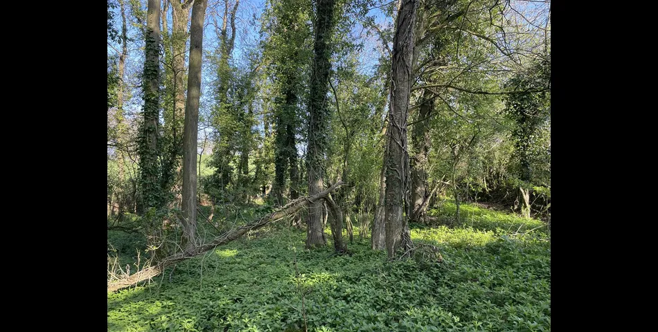 Kiln Ground Copse - Thorne St. Margaret, Wellington