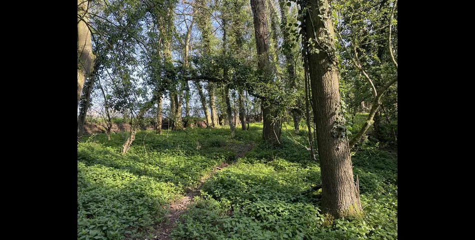 Kiln Ground Copse - Thorne St. Margaret, Wellington
